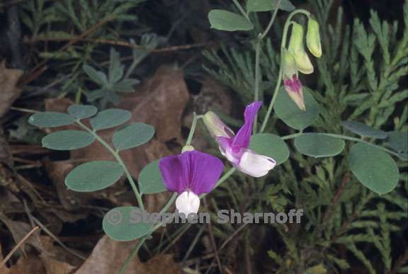 lathyrus nevadensis var nevadensis 3 graphic